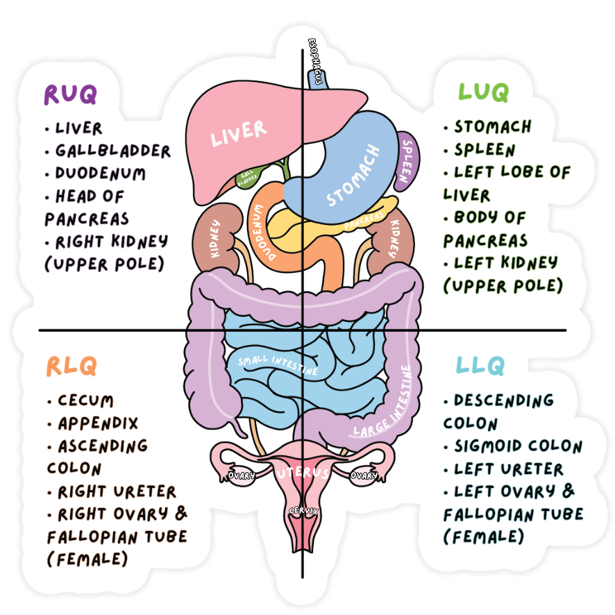 Pre-order - Anatomy Collection