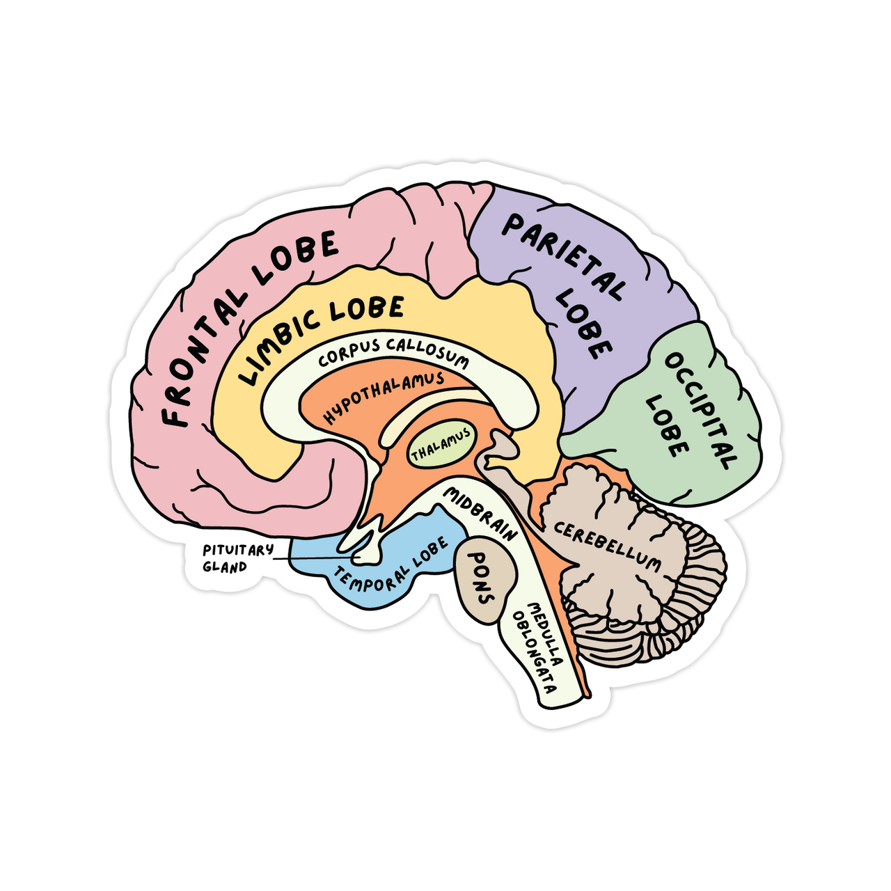 Pre-order - Anatomy Collection