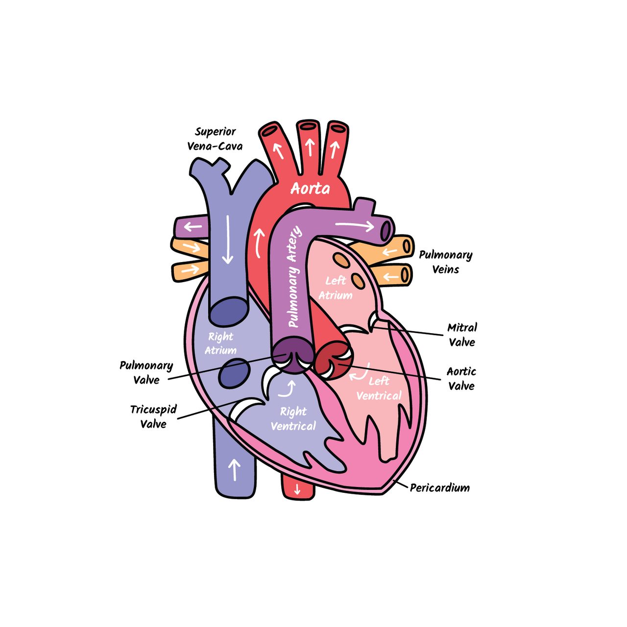 Pre-order - Anatomy Collection